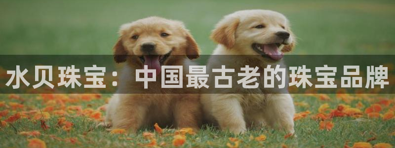 众腾娱乐公司简介