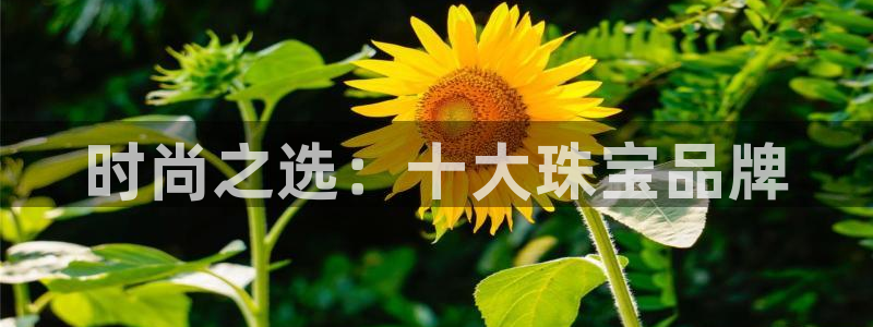 众腾娱乐总代理